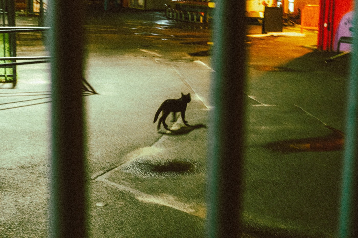 A black cat crossing an empty lot at night, seen through railings during The Warriors 2026